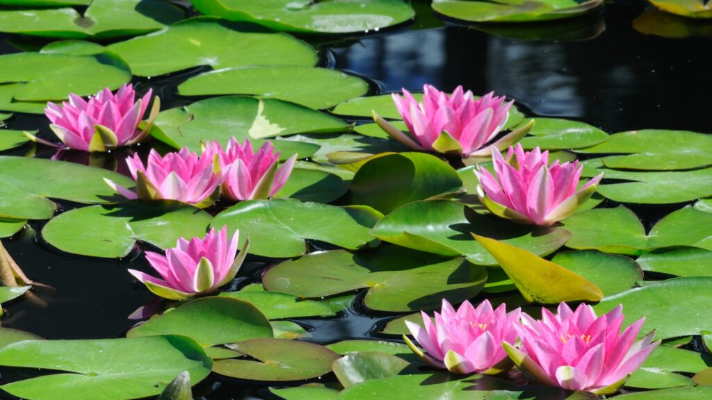 Enjoy Naples - orto botanico napoli 